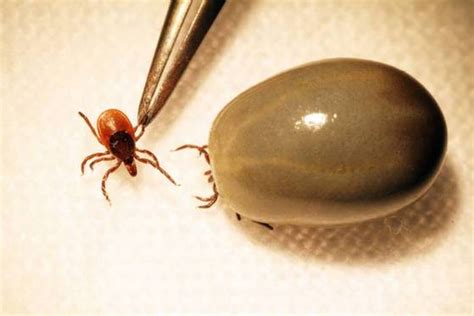 the last word on nothing the day i tried to love ticks
