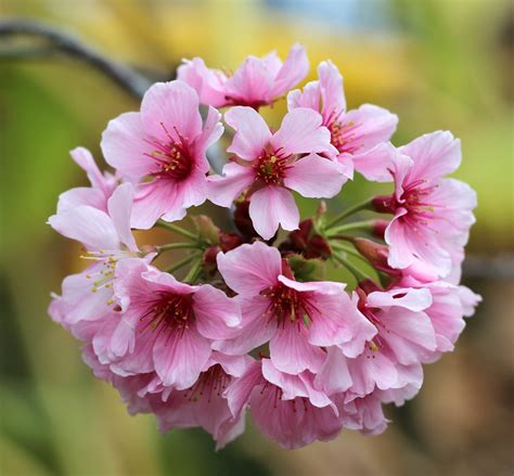 Rita Barton Flower Cherry Blossoms And Beautiful Ruins