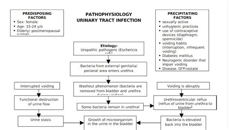 pathoshoppe pathophysiology urinary tract infection uti