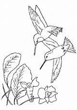 Kolibri Kostenlos Momjunction sketch template