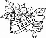Coloring Idaho State Flowers Flower Syringa Kids Pages Drawings Printable Blossom Orange Gif Color Florida Central Visit Choose Board 33kb sketch template