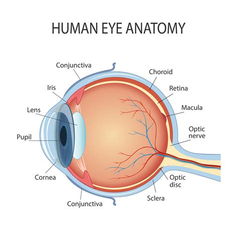 anatomical diagram   human eye cross section   sense organ