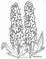 Delphinium Coloring Pages Flower Larkspur Drawings 25kb Visit sketch template