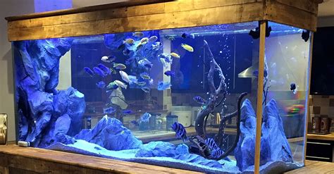 set   aquarium  create  perfect aquarium habitat
