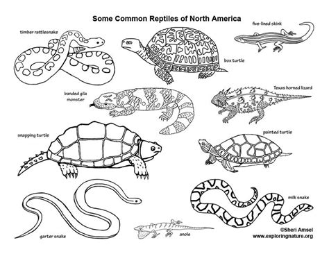 common reptiles  north america coloring page  pictures