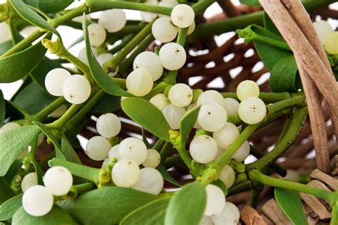 Health Benefits And Side Effects Of Mistletoe Yeyelife