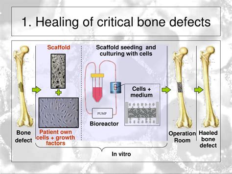 characterization  porous scaffold materials  bone tissue engineering saartje impens