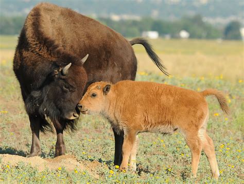 facts   national mammal  american bison