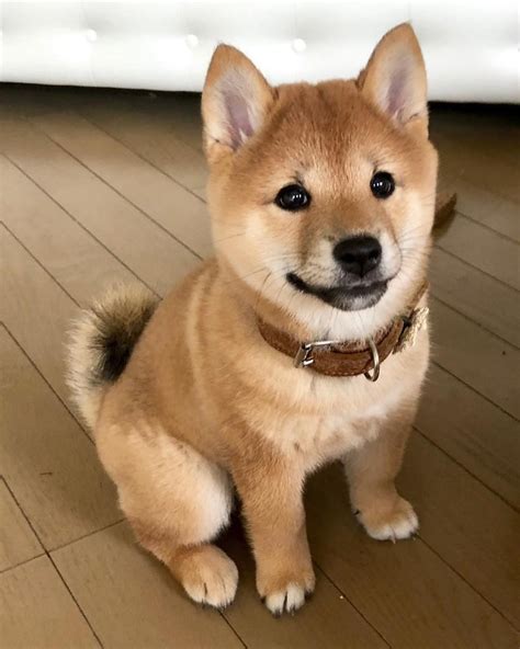 shiba shiba inu colors norcal shiba iba    breed  hunting dog  japan