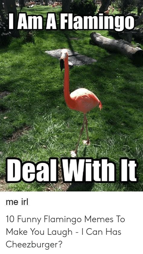 🦅 25 best memes about funny flamingo funny flamingo memes
