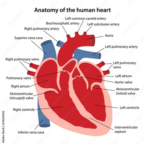 heart model anatomy labeled mliveeventscom