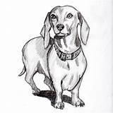 Dachshund Drawing Sketch Dog Wiener Dogs Coloring Pages Cute Drawings Pencil Paintingvalley Sketches Arte Haired Choose Board sketch template