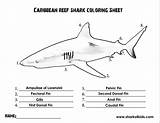 Shark Coloring Parts Kids Sharks Sheet Activities Sheets Body Facts Grade Activity Worksheets Reef Learning Help Will Educational Swimming Resources sketch template