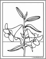 Coloring Lily Calla Pages Easter Stargazer Designlooter Printables Getdrawings Colorwithfuzzy 49kb sketch template