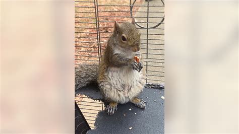Authorities Alabama Man Fed Meth To Caged Attack Squirrel Fox News