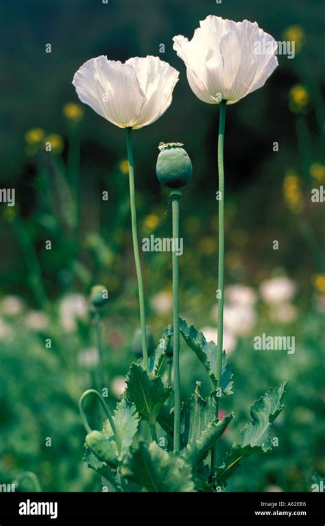 Two White Opium Poppy Flowers And One Mature Poppy Seed