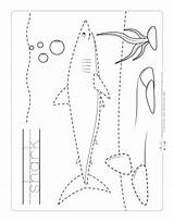 Tracing Animals Ocean Shark Worksheets Worksheet Preschool Activities Printable Itsybitsyfun Kids Animal Kindergarten Pages Pre Drawing Choose Board sketch template