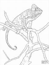 Chameleon Coloring Pages Realistic Veiled Printable Drawing Colouring Color sketch template