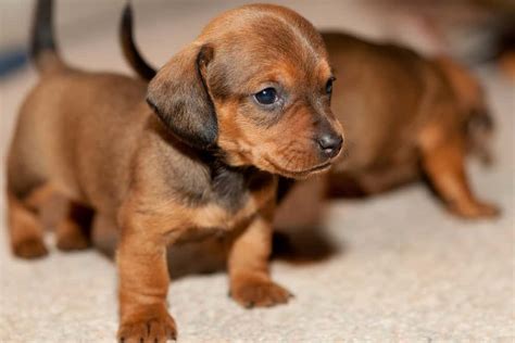 top   popular small dog breeds   world petsgood