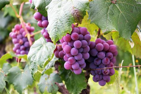 bunch  grapes  stock photo