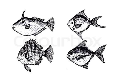 hand drawn fish vector illustration stock vector colourbox