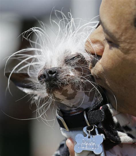 worlds ugliest dog contest national news