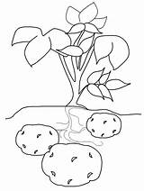 Potatoes Coloring Potato Colouring Pages Plant Popular sketch template