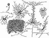 Nerve Cells Cell Etc Clipart Template Coloring sketch template