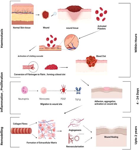 frontiers exploring  contribution  pro inflammatory cytokines