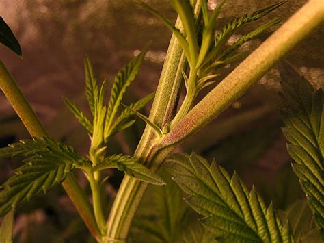 how to tell if your cannabis plants are male and what do