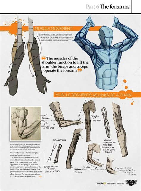 Book Scans Album On Imgur Arm Drawing Human Anatomy Drawing Human