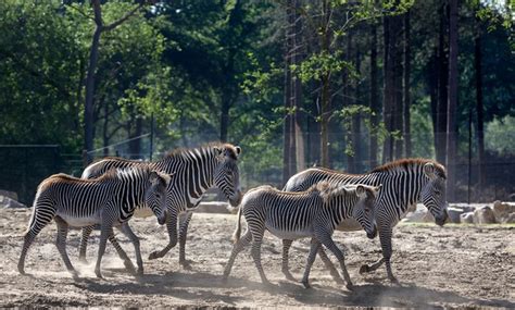 ferienpark beekse bergen chalet  mit zugang zu anderen parks groupon