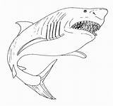 Shark Coloring Megalodon Great Pages Drawing Printable Mouth Kids Open Mako Color Print Bull Leopard Sharks Lemon Drawings Getcolorings Getdrawings sketch template