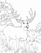 Coloring Deer Pages Whitetail Hunting Realistic Buck Turkey Tailed Color Antler Getcolorings Getdrawings Printable Colorings Head Pag sketch template