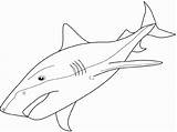 Tiburon Mako Tigre Martillo Sharks Haai Kleurplaat Tiburón Tiburones Sand Tooth Haaien Kleurplaten sketch template