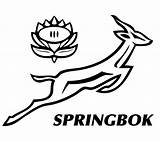 Springbok Rugby Clipart Coloring Logo Vector Designlooter Logos Related Drawings Larger Clipground sketch template