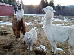 willamette valley guard llamas   spit   corvallis advocate