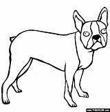 Coloring Boston Terrier Pages Dogs Online Color Kids Coloringhome sketch template