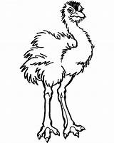 Ostrich Coloring Pages Printable Baby Kids Ostriches Animal Drawings Designlooter Book Template Results sketch template