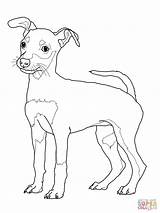 Pinscher Coloring Miniature Pages Puppy Dog Printable Silhouettes sketch template