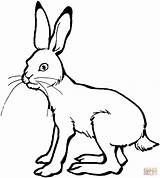 Hare Coloring Pages Drawing Line Printable Jackrabbit Color sketch template