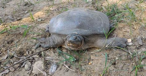 rescue   rare turtles   shows wildlife crime  india