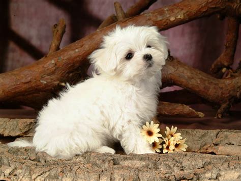 sun shines lovely  white fluffy puppy
