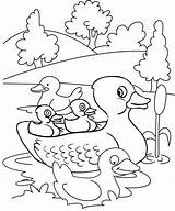 Bebek Gambar Mewarnai Canard Gratuitement Donal Sketsa Anak Imprimez Ducklings Putih Belajar Lucu 1200artists Coloringpagesfortoddlers sketch template