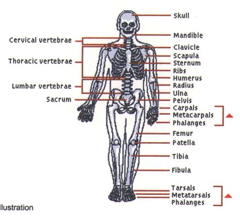 human labeled skeleton