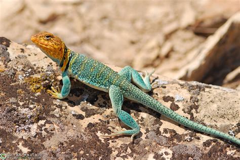 common collared lizard  colorado reptile photography