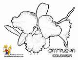Coloring Flowers Argentina Guiana Worlds French sketch template