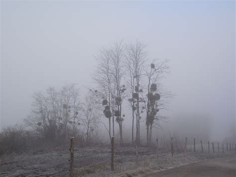 dans le brouillard photo  image france nature paysage images