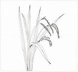Plant Rice Drawing Paintingvalley sketch template