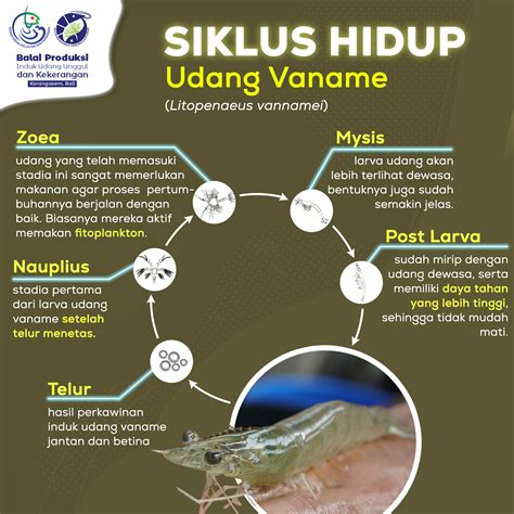 Siklus Udang Hot Sex Picture